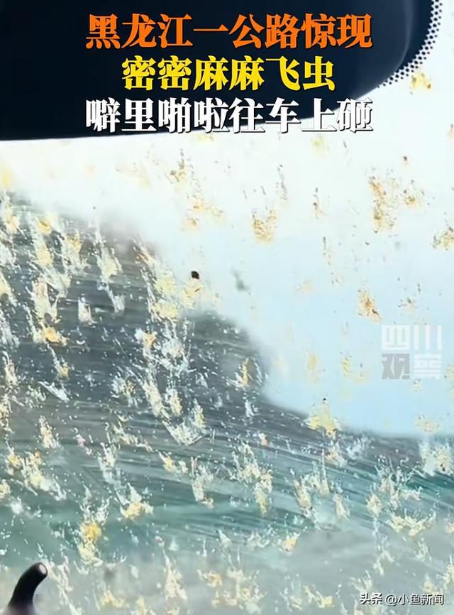 黑龙江一公路现密密麻麻飞虫