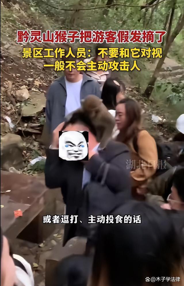 挺秃然的 男子爬山被猴子骑脖摘假发 猕猴成发型师引热议