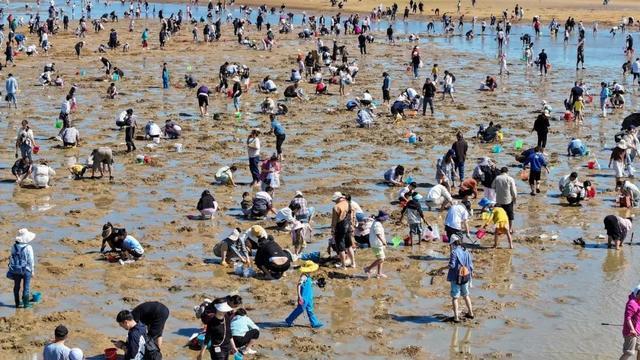 山东日照再现万人赶海 亲子乐享赶海趣