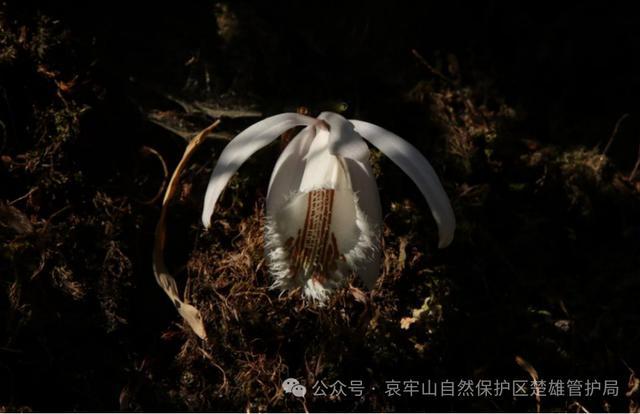 哀牢山里有什么？监控记录16个小时 野生动植物乐园揭秘