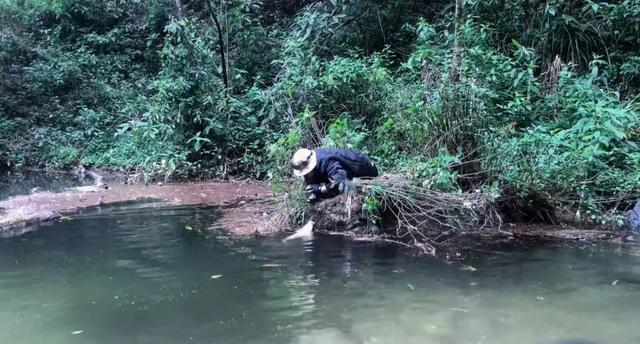 哀牢山爆火：内有大量珍稀野生动物，游客涌入引安全警告