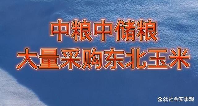 中储粮再次轮入玉米，价格连涨两日