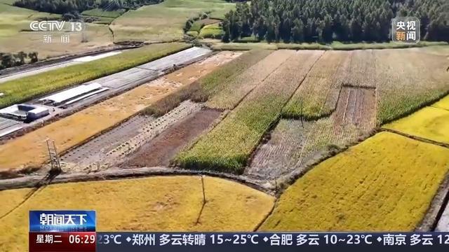 寒露时节好“丰”景 秋粮收获过四成，机械化助力增产