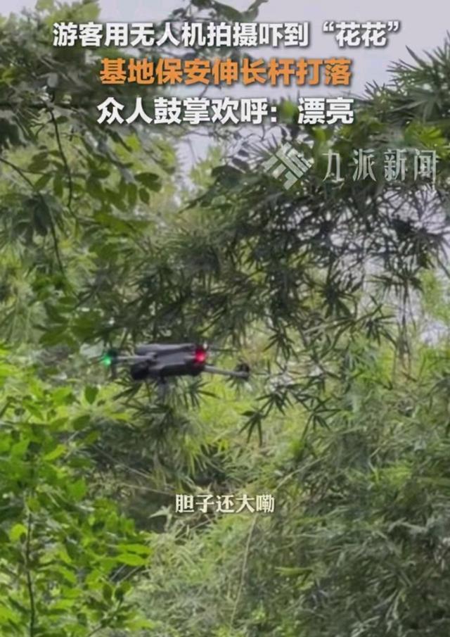 游客私放无人机吓到大熊猫花花 园区安全引热议