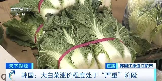 白菜变“金菜”！韩国一棵白菜46元：民众腌泡菜成本激增