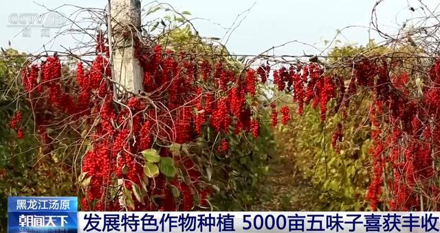 金秋时节果实累累映红农民笑颜