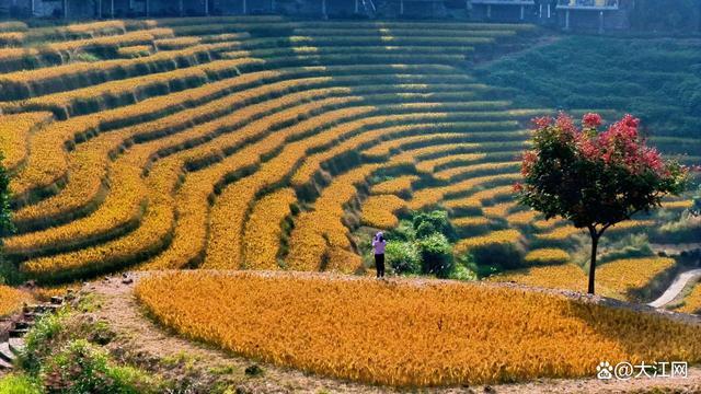 秋日里的天台梯田宛如金秋画卷 丰收胜景引游人醉