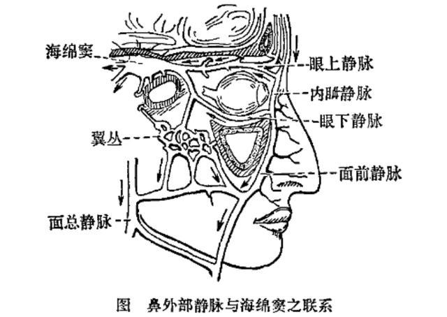 向佐回应医生提醒模仿摸鼻梁有风险 酷动作暗藏健康隐患