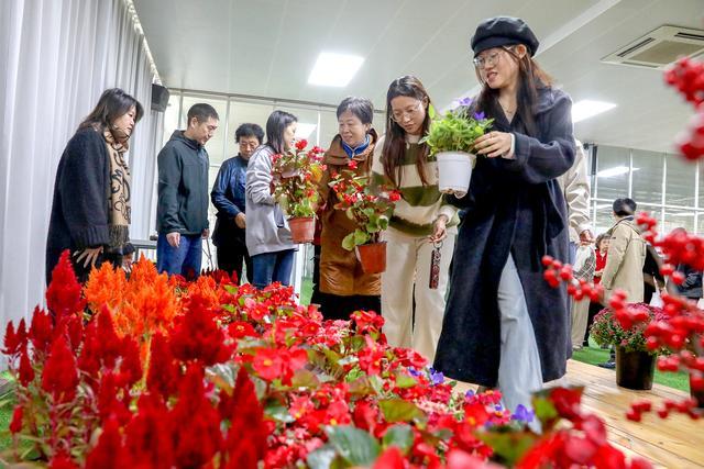 北京长安街花坛撤下鲜花赠市民 国庆花卉循环再利用