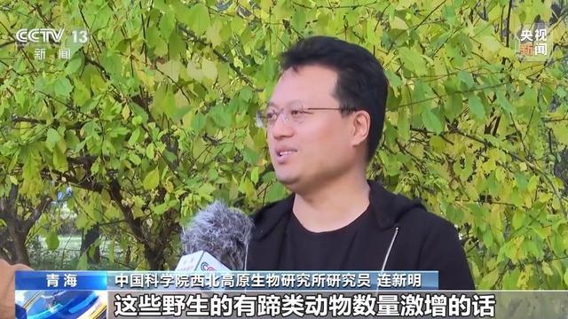 可可西里网红狼被旅客喂成胖球 投喂行动引生态担忧