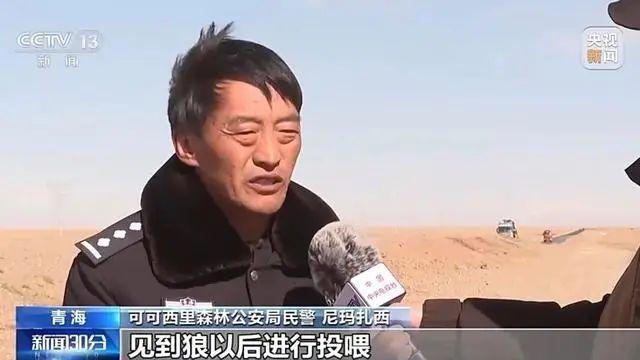 热搜：可可西里讨食狼越来越多 投喂行为引生态担忧