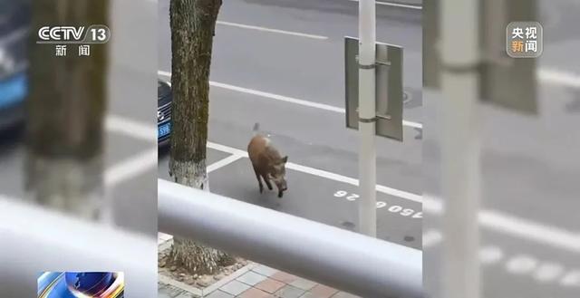 全国多地野猪泛滥成灾 人猪冲突频发