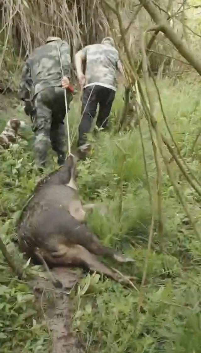 浙江野猪猎人：每年倒贴几十万元 野猪致害频发引发关注