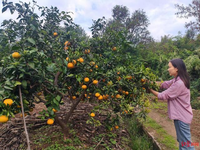 90后北漂回乡一年卖腊味四五千斤 从齐市到旷野的漂浮