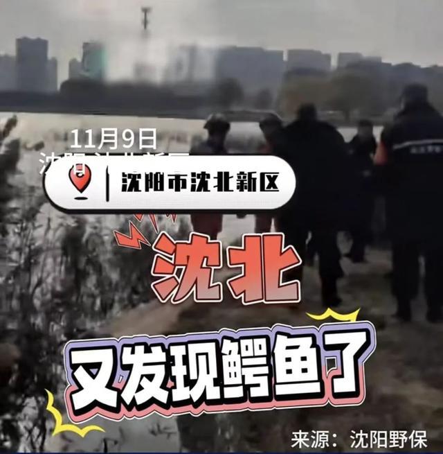 沈阳再次发现鳄鱼 市民需保持警惕