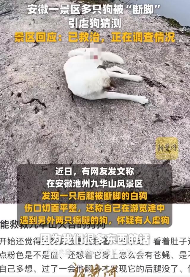 九华山景区断脚白狗被救治