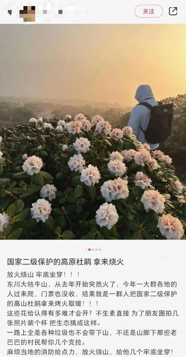 律师称若认定为高山杜鹃责任人或受刑罚