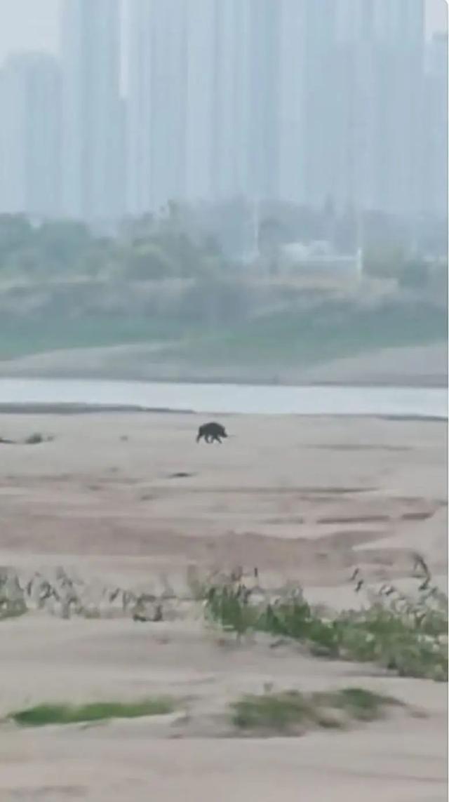 长江“网红小岛”惊现大野猪 生态环境良好吸引野生动物