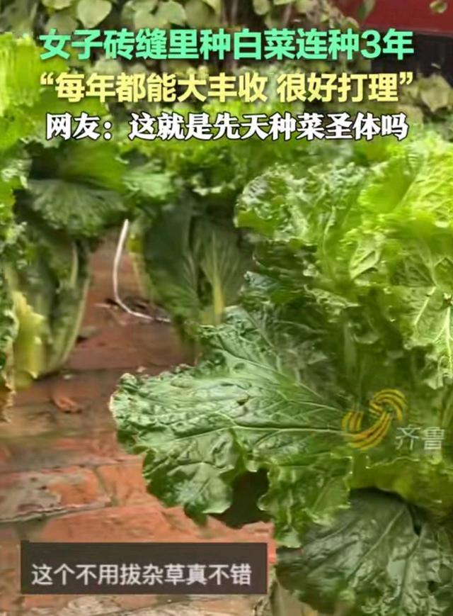 砖缝里种出大白菜 三年连续丰收