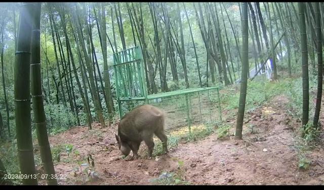 与野猪的中场“战事” 人猪生存空间之争加剧