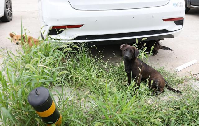 居民被自家狗咬伤患狂犬病死亡