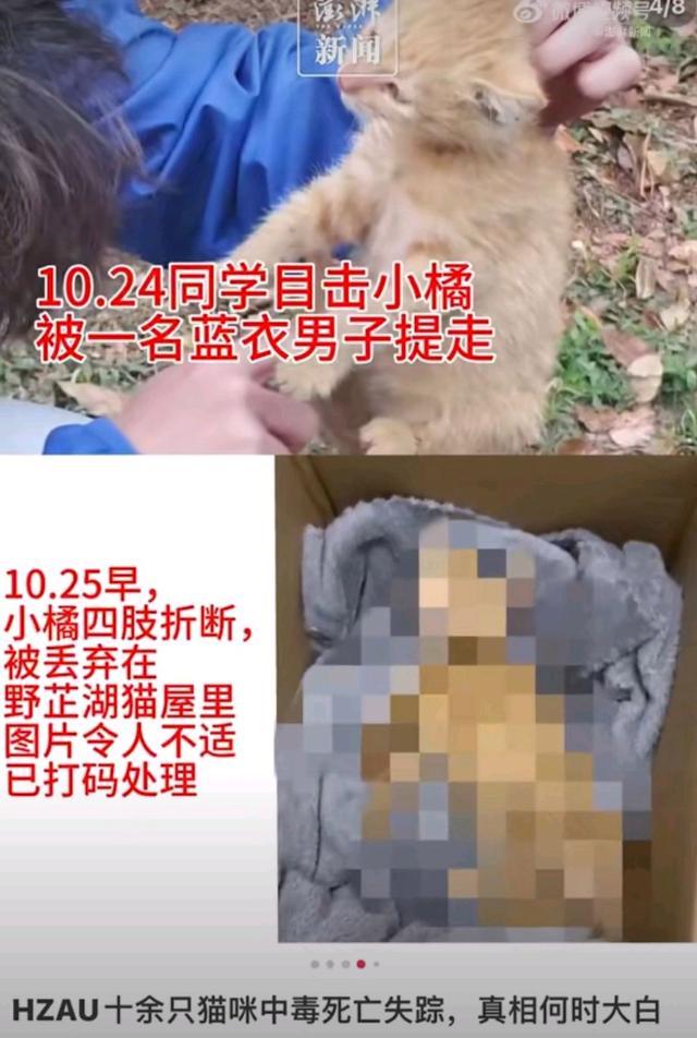 警方介入华中农大一学生被指虐猫 十余只流浪猫接连死亡