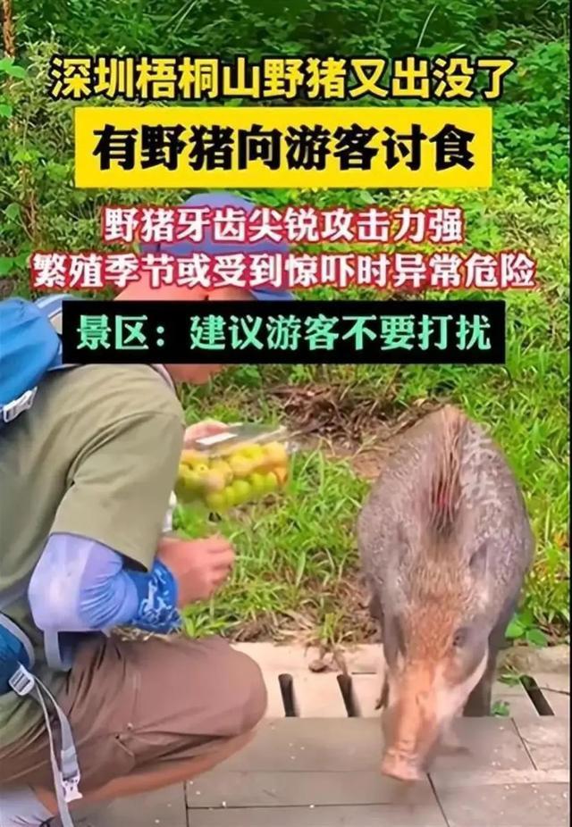 深圳数十头野猪拖家带口向搭客讨饭 野无邪物习性蜕变引担忧