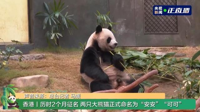 中央赠港大熊猫与公众碰头 新名字揭晓