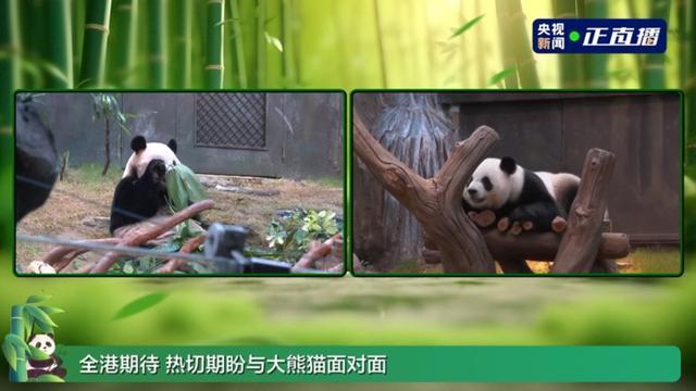 新一双赠港大熊猫与公众碰头