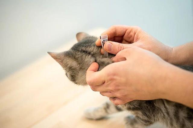 小伙被流浪猫咬伤发高烧几近失明 警惕猫抓病风险