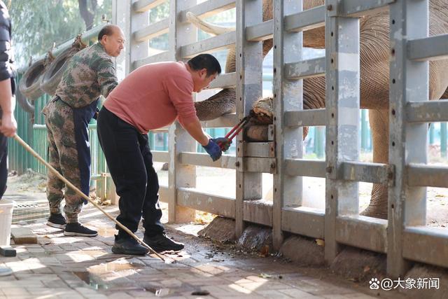 郑州动物园回应象腿问题 积极治疗与护理中