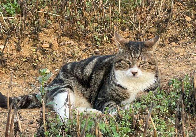 成都4名中学生虐猫拍视频