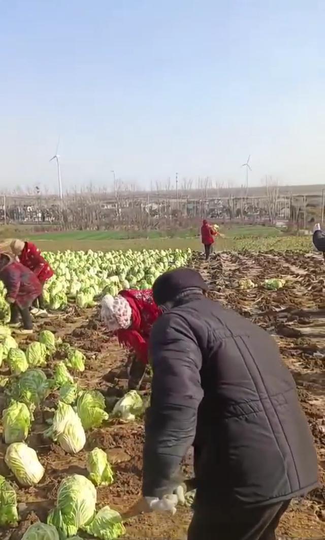 村民在地里种成品大白菜骗补