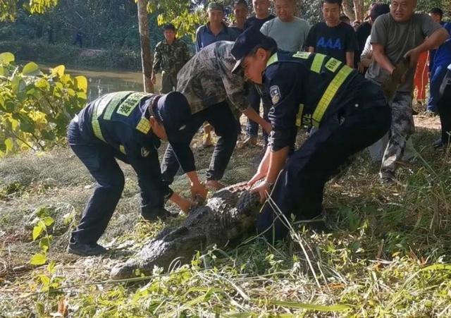 云南310斤鳄鱼咬破铁笼脱逃 特警开枪击毙