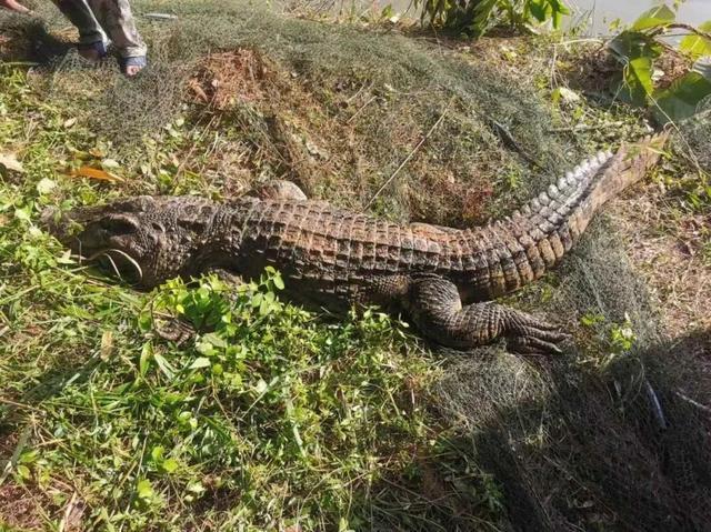 310斤鳄鱼出逃特警开枪击毙 多部门地毯式搜查终捕获