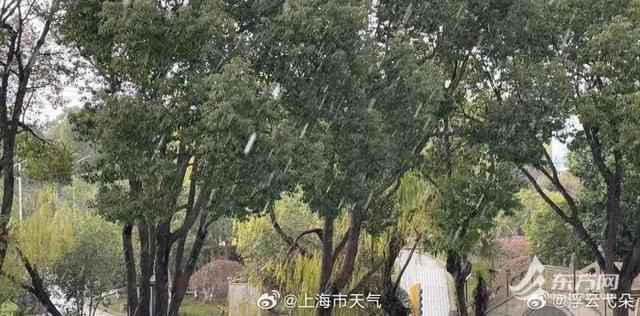 上海下雪了？市气象局回应 实为冰粒和霰粒子