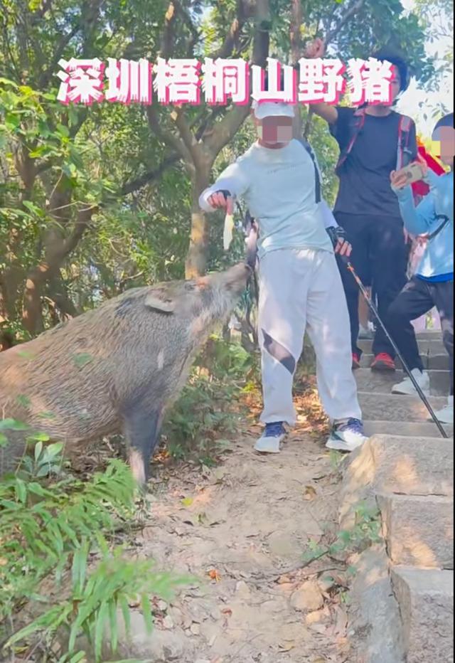 梧桐山景区提醒不要接近投喂野猪