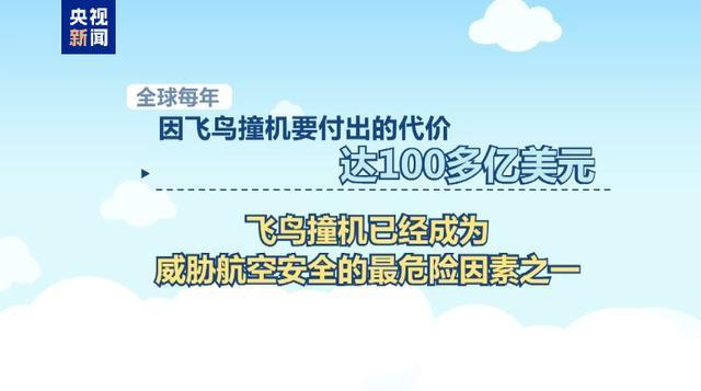 阿航坠机究竟是鸟撞还是导弹误击 飞鸟撞击威胁航空安全