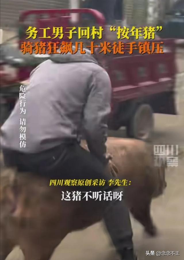 男子骑猪狂飙几十米