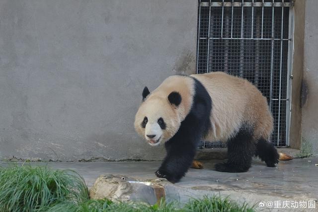 重庆动物园分圈饲养渝可渝爱 关注大熊猫健康成长