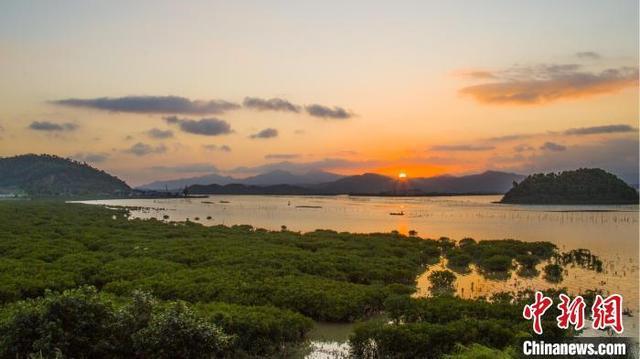 广东新增16处省级重要湿地 红树林保护再添力