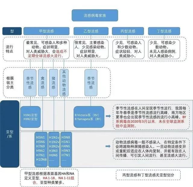 中国疾控中心：99%以上为甲流，流感高发期来临