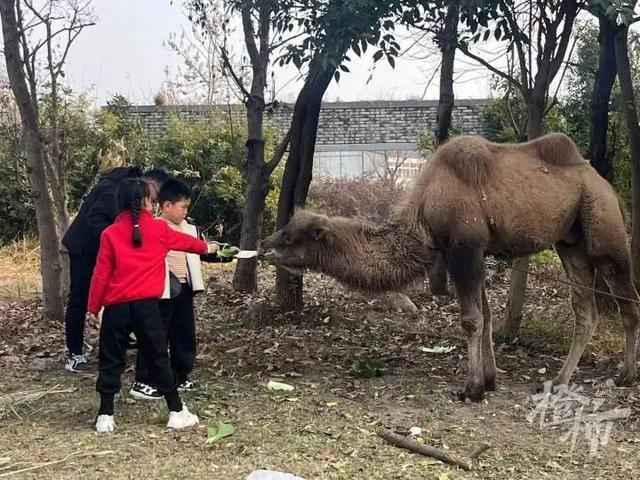 杭州一高架桥下拴了只骆驼 市民关切其命运