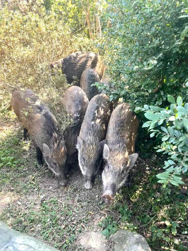 疑似深圳梧桐山网红野猪下崽