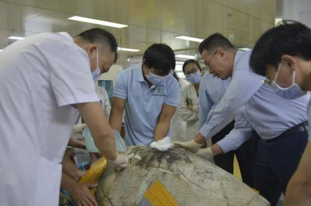 海龜救助中心放歸率超60% 人工繁育取得突破