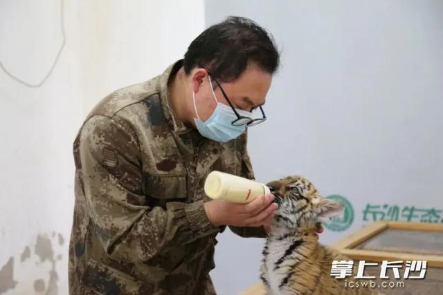 長沙生態(tài)動(dòng)物園回復(fù)老虎餓成皮包骨 近親繁殖導(dǎo)致體型偏瘦