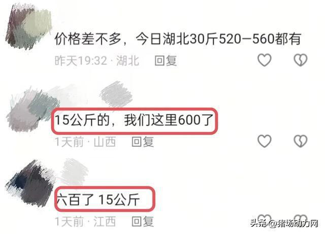 反常！仔猪暴涨到500还“一苗难求” 春节后或继续涨