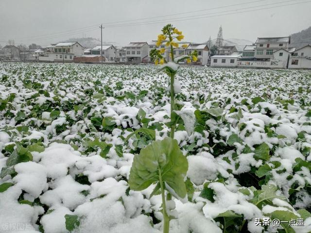 “正月初九寒，春寒地不收”，今日正月初九 倒春寒预兆显现