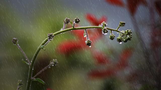 “正月初九陰，寡婦也發(fā)愁”陰雨天啥說法,？