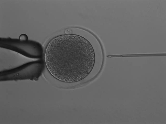 第一个人造袋鼠胚胎培育成功 保护濒危有袋动物新希望